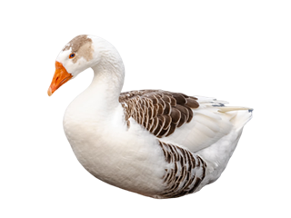 Goose Breeds - Gosiva Farm